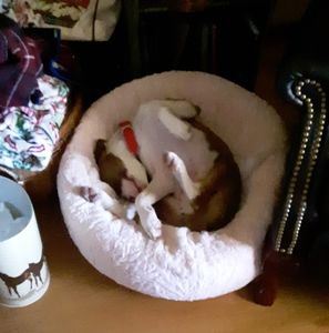 Meet your Posher, Julie